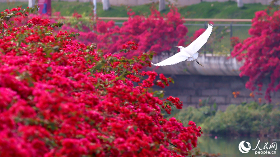 廈門“市鳥”白鷺在“市花”三角梅花海中展翅翱翔。人民網(wǎng)記者 陳博攝