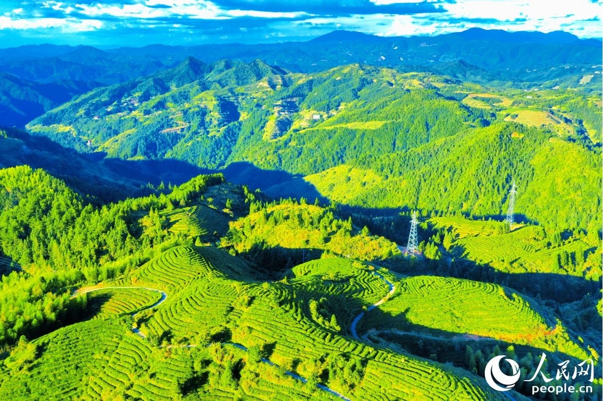 碧空如洗，高山茶園在日影映襯之下“鋪滿”蜿蜒群山。人民網(wǎng) 李唯一攝