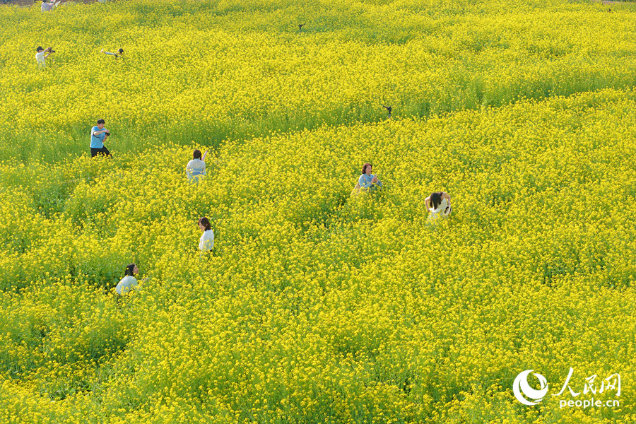 廈門東孚油菜花海美如畫。人民網(wǎng)記者 陳博攝
