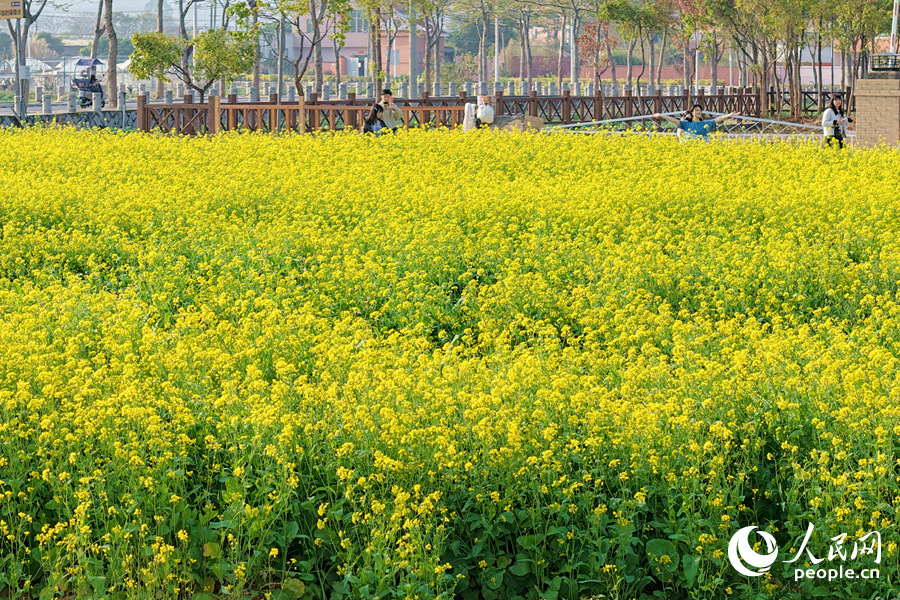 層層金黃花浪隨風(fēng)翻滾。人民網(wǎng)記者 陳博攝