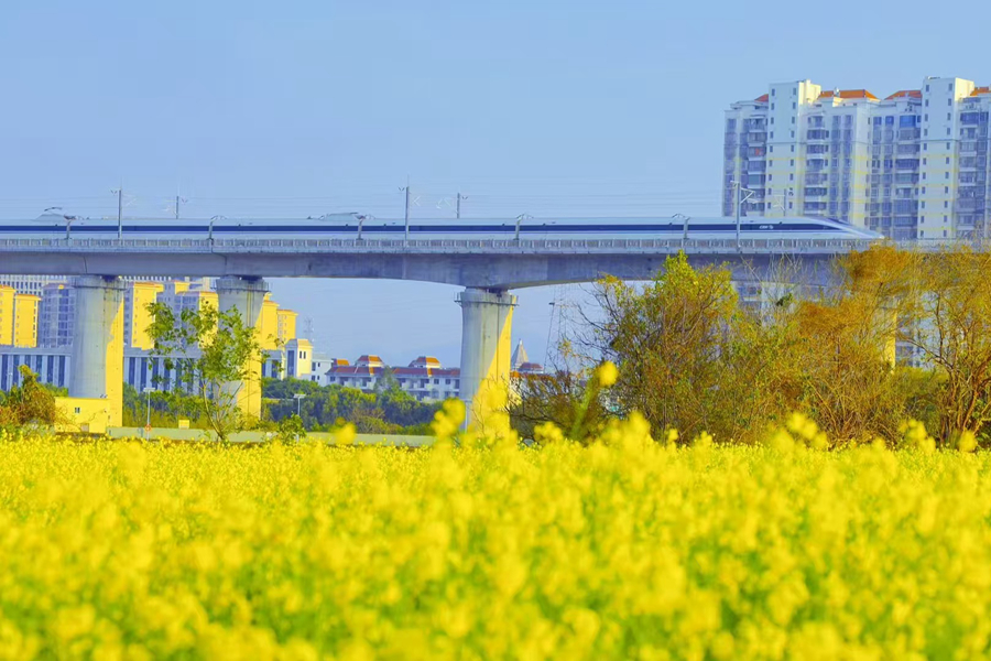 列車從油菜花海旁穿過。李嫻鳳攝