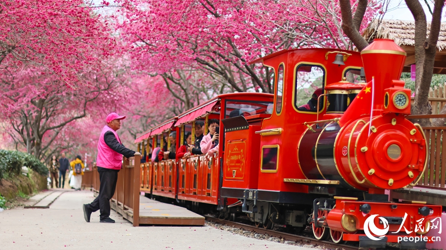 游客們乘坐紅色觀光小火車穿梭在櫻花花海中，在浪漫的“櫻花隧道”中暢游。人民網(wǎng) 李昌乾攝