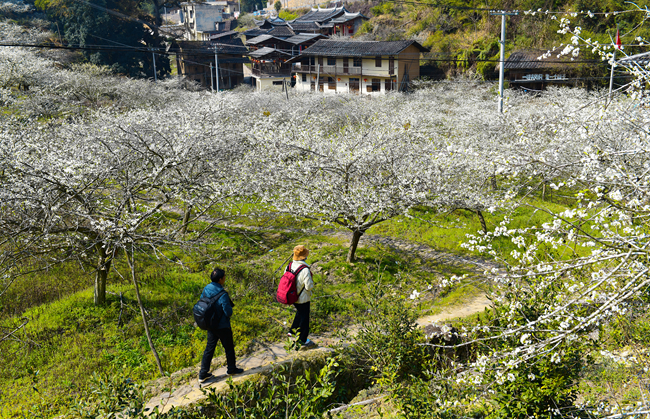 李花盛開的村莊。陳奇攝