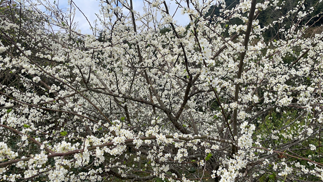 朵朵李花競相綻放。陳首先攝