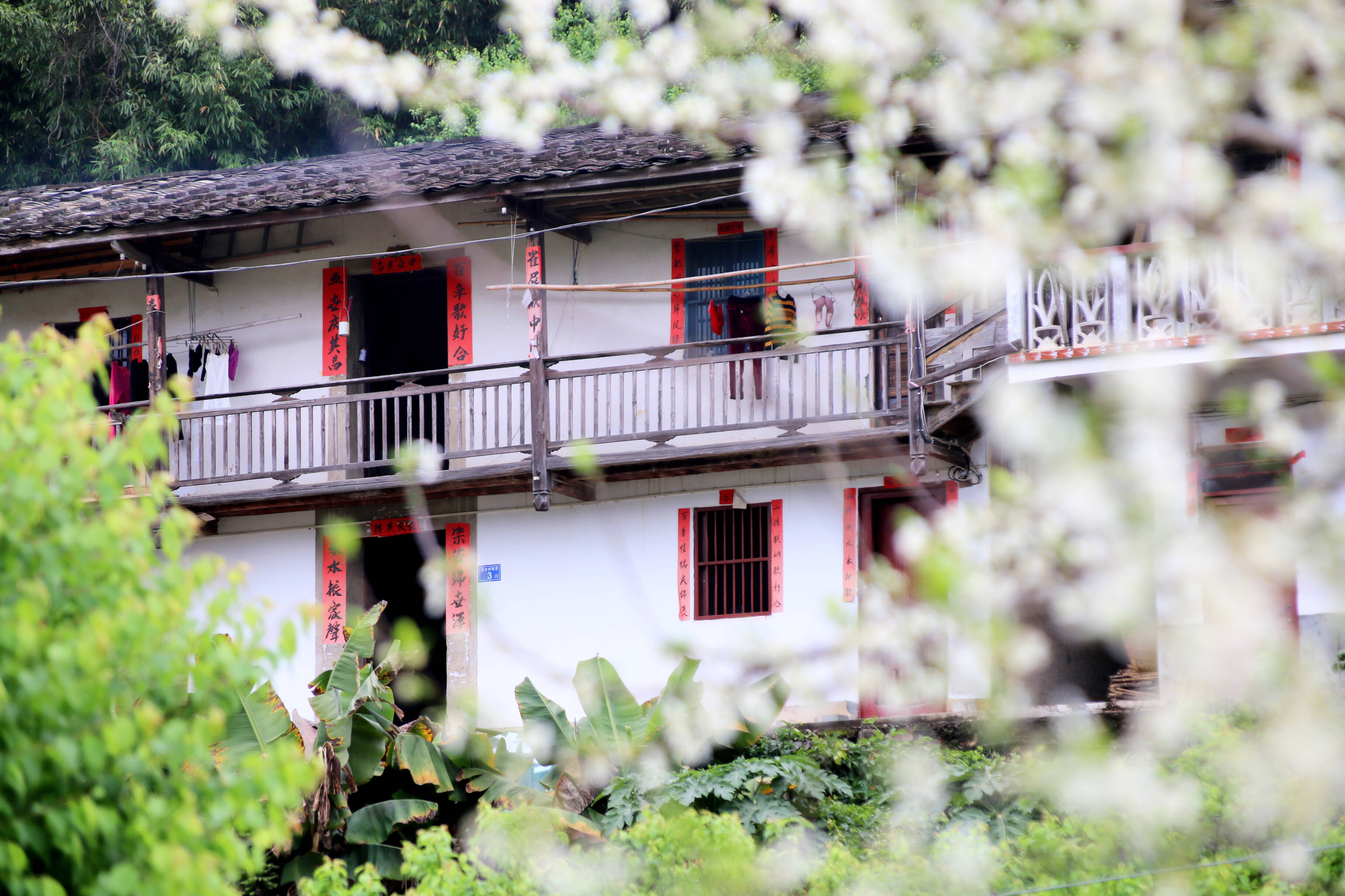 古樸的民居被繁花環(huán)繞。永泰縣融媒體中心供圖