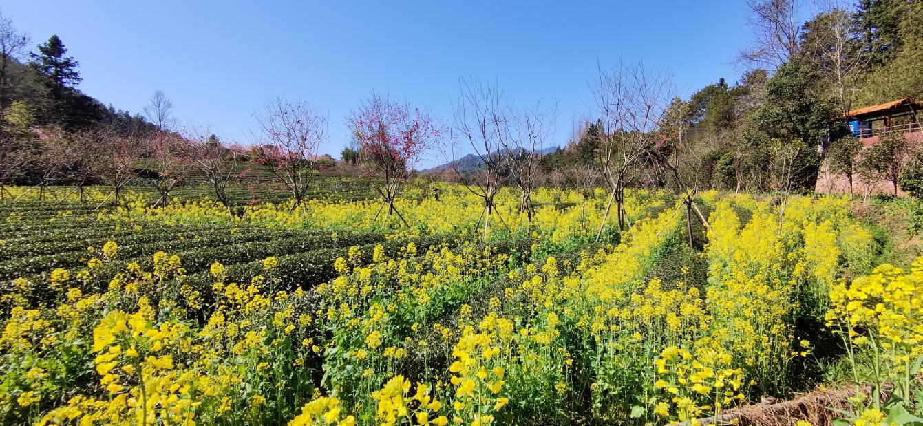 福建省武夷山市燕子窠茶園采用套種油菜花生態(tài)種植模式，油菜花開給茶園增添了一抹亮麗色彩。受訪者供圖