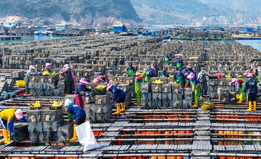 漁排上,養(yǎng)殖工人忙著給鮑魚苗“搬家”