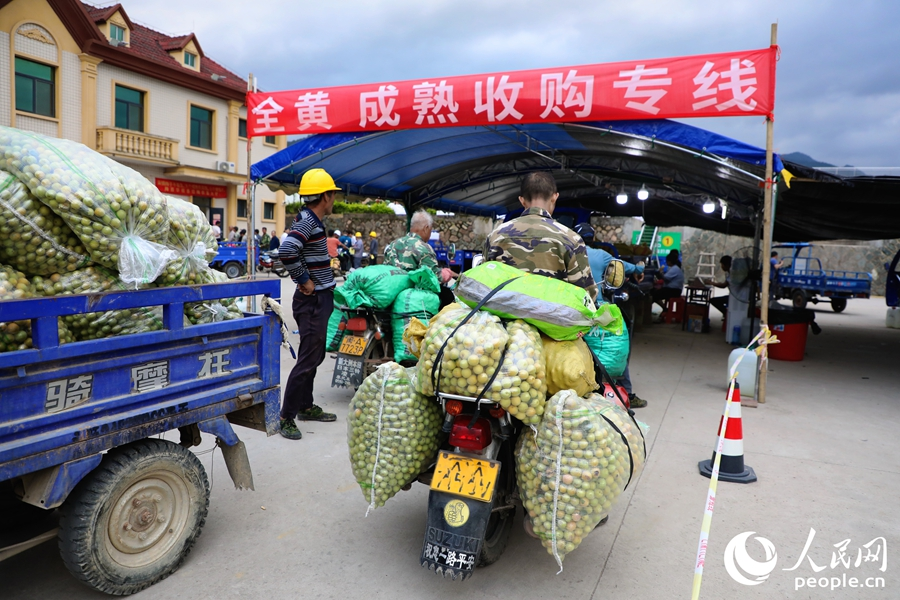 葛嶺鎮(zhèn)青梅文化創(chuàng)意園青梅收購點(diǎn)。人民網(wǎng) 李唯一攝