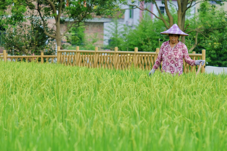 農(nóng)戶在稻田里勞作。林晞華攝