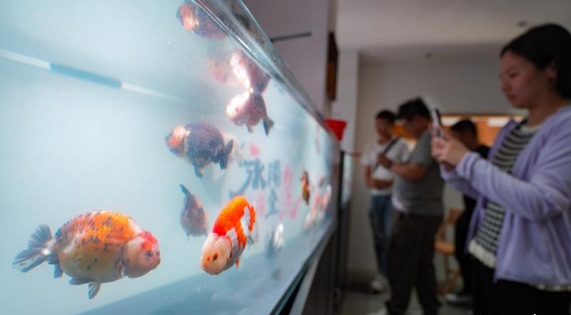 春光村金魚生態(tài)文化養(yǎng)殖基地打造了金魚主題展示空間。記者 包華攝