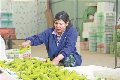 種植戶正在分揀青椒。湯文娟攝