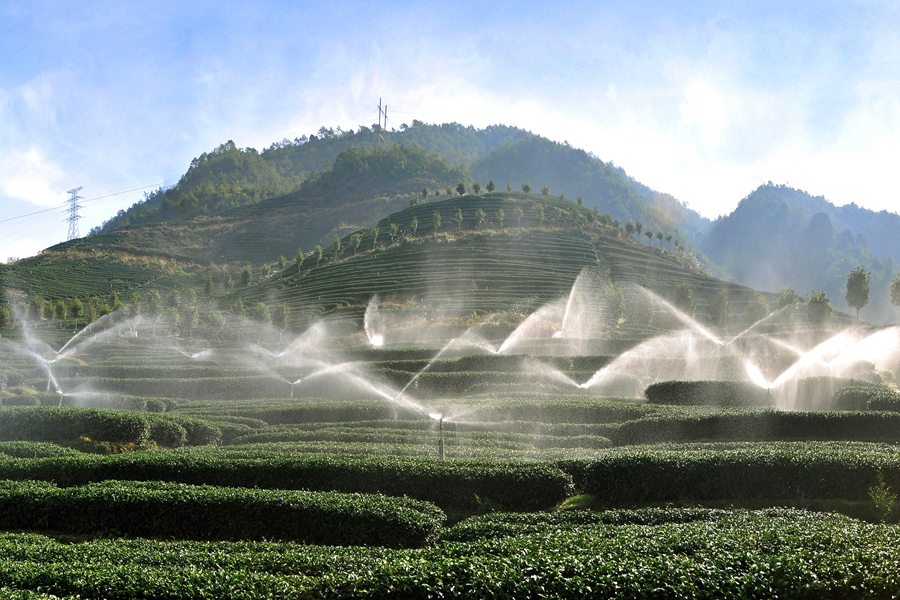 李志鴻的茶園內(nèi)，水利自動噴灌系統(tǒng)正在作業(yè)。漳平市融媒體中心供圖