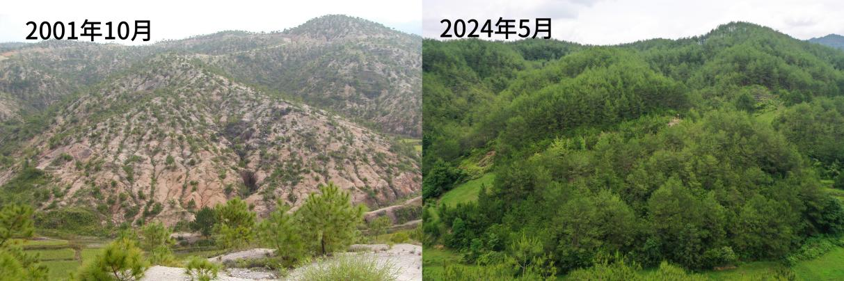 長汀縣露湖村石壁下水土流失治理前后對(duì)照圖。長汀縣水土保持中心供圖